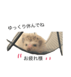 ハリネズミのコロ助.（個別スタンプ：17）