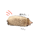 ハリネズミのコロ助.（個別スタンプ：22）