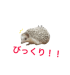 ハリネズミのコロ助.（個別スタンプ：23）