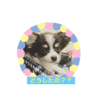 犬のキモチ スタンプ（個別スタンプ：2）