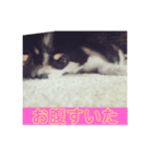 犬のキモチ スタンプ（個別スタンプ：3）