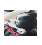犬のキモチ スタンプ（個別スタンプ：4）