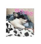 犬のキモチ スタンプ（個別スタンプ：5）