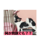 犬のキモチ スタンプ（個別スタンプ：7）
