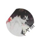 犬のキモチ スタンプ（個別スタンプ：8）