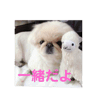 ペキニーズのポピー（個別スタンプ：1）
