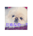 ペキニーズのポピー（個別スタンプ：2）