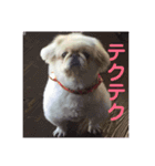 ペキニーズのポピー（個別スタンプ：3）