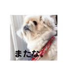 ペキニーズのポピー（個別スタンプ：5）