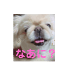 ペキニーズのポピー（個別スタンプ：7）
