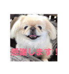 ペキニーズのポピー（個別スタンプ：8）