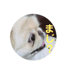 ペキニーズのポピー（個別スタンプ：12）