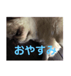 ペキニーズのポピー（個別スタンプ：13）