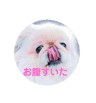 ペキニーズのポピー（個別スタンプ：14）