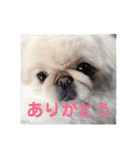 ペキニーズのポピー（個別スタンプ：15）