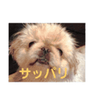 ペキニーズのポピー（個別スタンプ：16）
