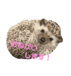 可愛いハリスタンプ♡（個別スタンプ：6）