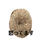 可愛いハリスタンプ♡（個別スタンプ：7）