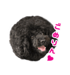 笑う犬の「うめ」と申します（個別スタンプ：2）
