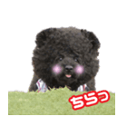 笑う犬の「うめ」と申します（個別スタンプ：7）