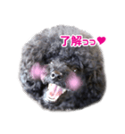笑う犬の「うめ」と申します（個別スタンプ：8）