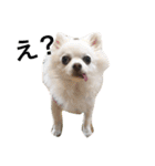 ひめと蘭丸。時々むぎ（個別スタンプ：1）