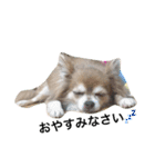ひめと蘭丸。時々むぎ（個別スタンプ：2）