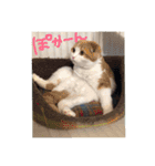 ひめと蘭丸。時々むぎ（個別スタンプ：3）