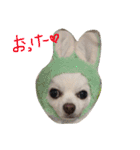 ひめと蘭丸。時々むぎ（個別スタンプ：6）