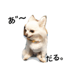 ひめと蘭丸。時々むぎ（個別スタンプ：9）