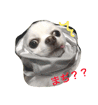 ひめと蘭丸。時々むぎ（個別スタンプ：11）