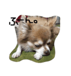 ひめと蘭丸。時々むぎ（個別スタンプ：12）