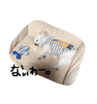 ひめと蘭丸。時々むぎ（個別スタンプ：13）