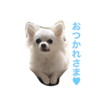 ひめと蘭丸。時々むぎ（個別スタンプ：15）