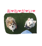 ひめと蘭丸。時々むぎ（個別スタンプ：17）