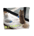ひめと蘭丸。時々むぎ（個別スタンプ：18）