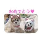 ひめと蘭丸。時々むぎ（個別スタンプ：19）