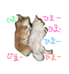 ひめと蘭丸。時々むぎ（個別スタンプ：21）