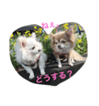 ひめと蘭丸。時々むぎ（個別スタンプ：22）