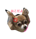 ひめと蘭丸。時々むぎ（個別スタンプ：24）