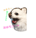 ひめと蘭丸。時々むぎ（個別スタンプ：31）