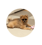 犬 たち（個別スタンプ：3）
