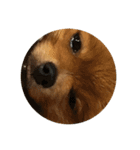 犬 たち（個別スタンプ：4）