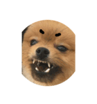 犬 たち（個別スタンプ：5）