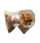 犬 たち（個別スタンプ：6）