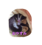 わが家のももちゃん（個別スタンプ：3）