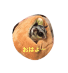わが家のももちゃん（個別スタンプ：4）