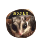 わが家のももちゃん（個別スタンプ：5）