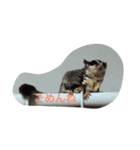 わが家のももちゃん（個別スタンプ：6）