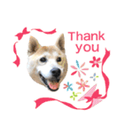 柴犬ハナちゃん。2（個別スタンプ：3）